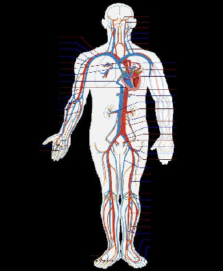 Circulatory System